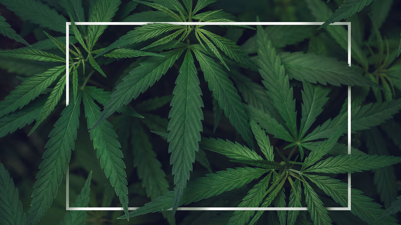 AKTIONÄR-Hot-Stock Nynomic: Cannabis-Legalisierung als Impulsgeber – die Hintergründe!