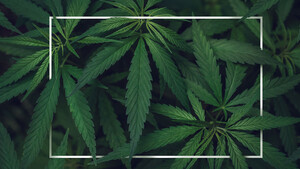 AKTIONÄR‑Hot‑Stock Nynomic: Cannabis‑Legalisierung als Impulsgeber – die Hintergründe!   / Foto: ArtMari/Shutterstock