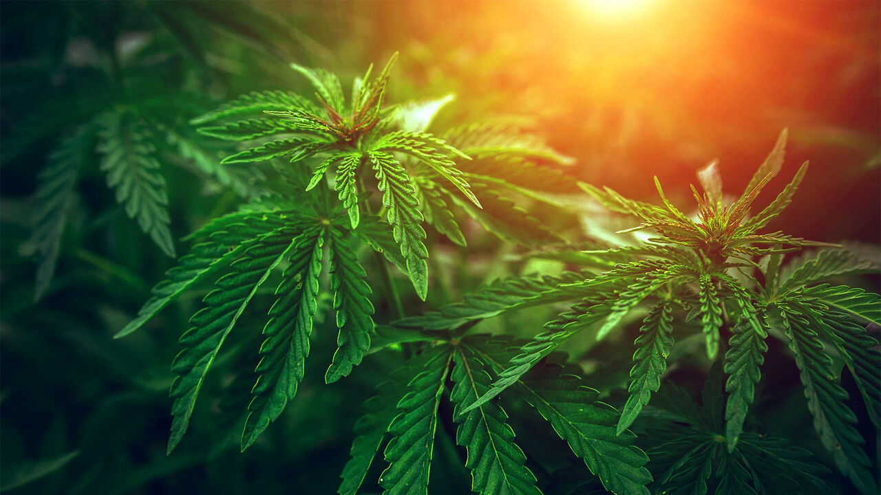 Aurora Cannabis rauscht durch wichtige Marke – doch es gibt Hoffnung