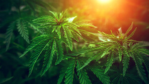 Aurora Cannabis: Aktie deutlich im Plus – das ist der Grund 