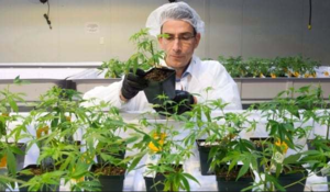 Tilray mit Top‑Deal – hat Aurora Cannabis das Nachsehen?  / Foto: Börsenmedien AG