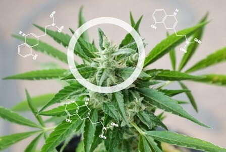 Besser als Aurora und Aphria? Khiron Life Sciences klettert weiter