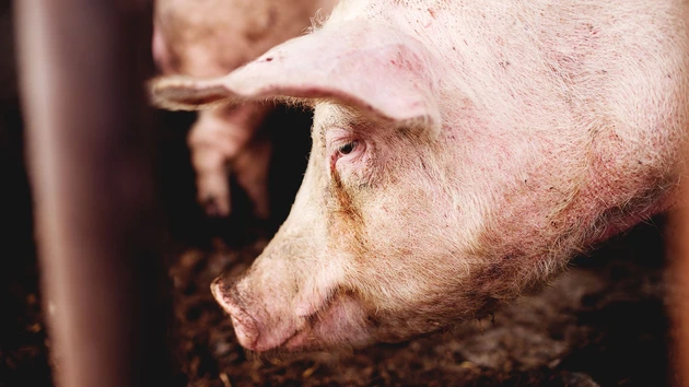 Vorsicht, Schweinepest! Top‑Tipp Tyson Foods vor Rallye
