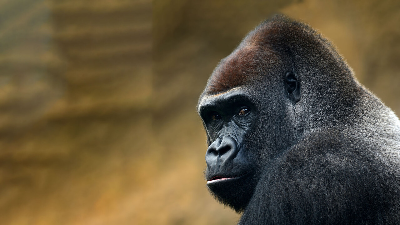 Bank of America warnt vor Kurssturz – Schuld ist der ruhige Gorilla