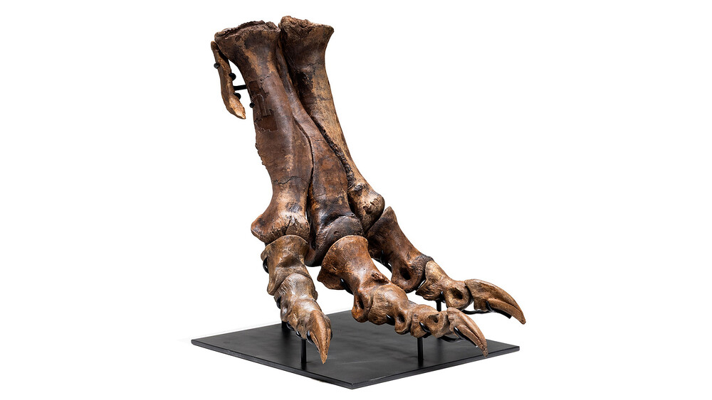 Auktion T-Rex
