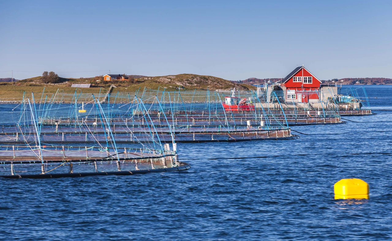 Marine Harvest: Überraschung!