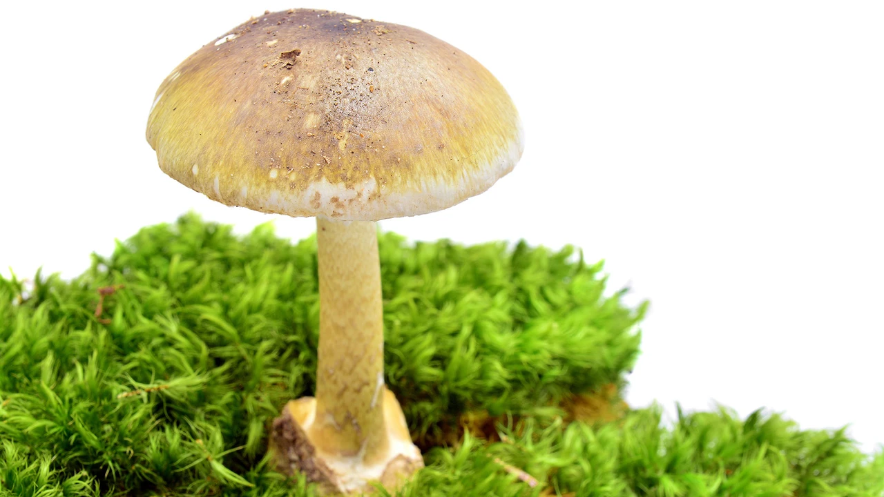 Hot-Stock der Woche: Kleiner Helfer, große Wirkung