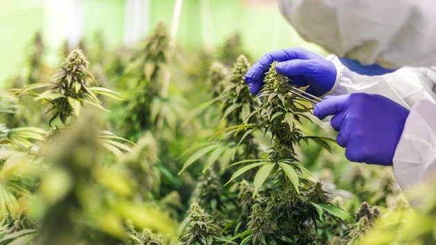 Heimlicher Cannabis‑Gewinner: Kaufchance bei Scotts Miracle‑Gro