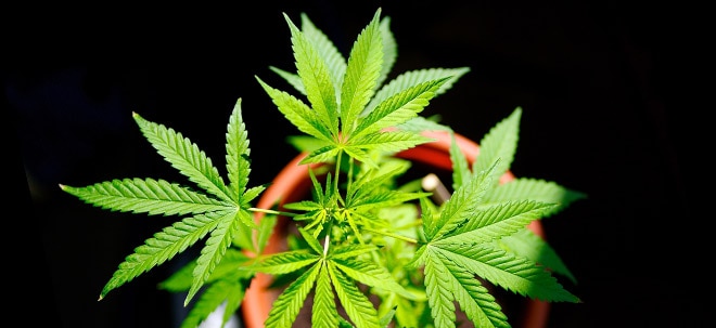 Cannabis&#8209;Aktien: Eine Branche im Höhenrausch (Foto: Börsenmedien AG)
