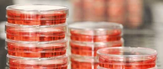 Nach 300 Prozent‑Rallye bei Sygnis: Neuer Biotech‑Star bietet Chance auf 146 Prozent
