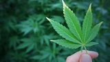 Aurora Cannabis: Aurora Cannabis, Canopy Growth & Co: Hier liegt Potenzial