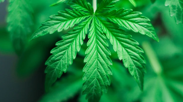 Canopy Growth: Verunsicherung – Verkaufssignal steht bevor