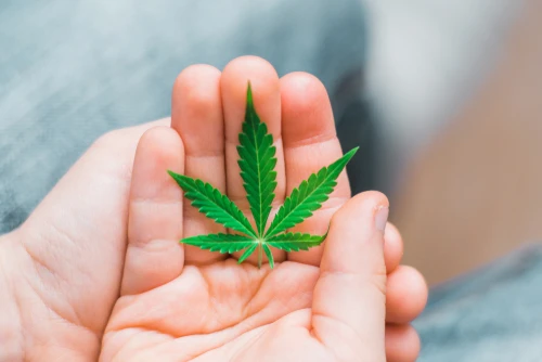 Günstiger als Aurora Cannabis, Canopy Growth & Co: Dieser Cannabis‑Player ist jetzt ein Kauf