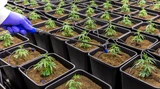 AURORA CANNABIS: Higher & higher: Aurora Cannabis bleibt en vogue ‑ Nachkauflimits