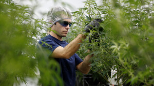 Canopy Growth, Aurora Cannabis und Co: Auch nach 68‑Prozent‑Kurssprung – der Rausch geht weiter  / Foto: Chris Wattie/Reuters