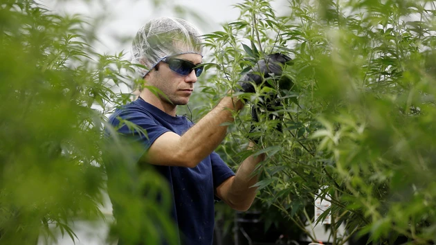 Aurora Cannabis: Nächste Maßnahme nach dem Reverse‑Split