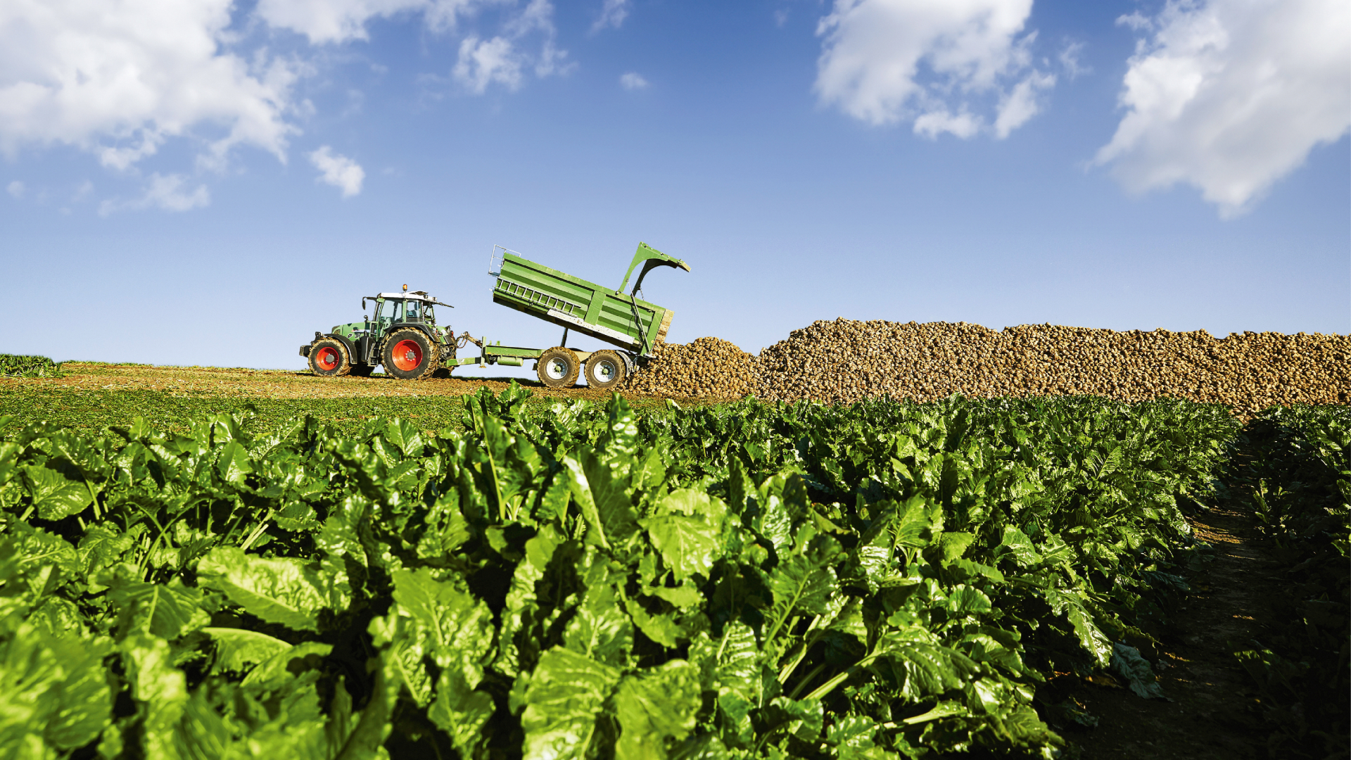 Eine satte Ernte: Aktie auf dem Weg zu neuen Höchstkursen  (Foto: KWS Saat)