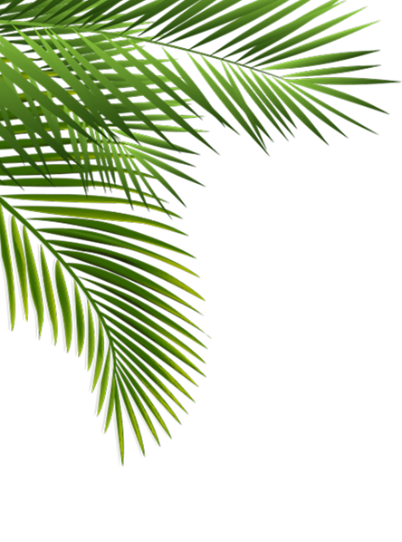Palmwedel