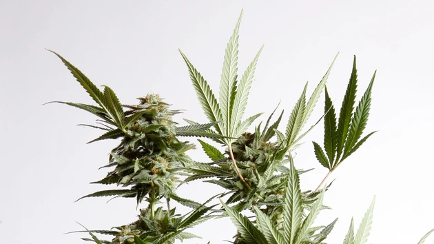 Einmal investieren, 10x profitieren ‑ Cannabis‑Index