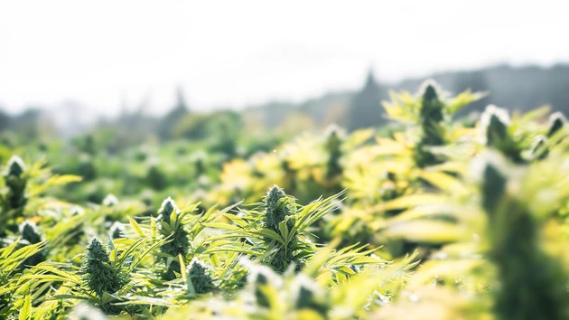 Canopy Growth: Hat sich's ausgeraucht?