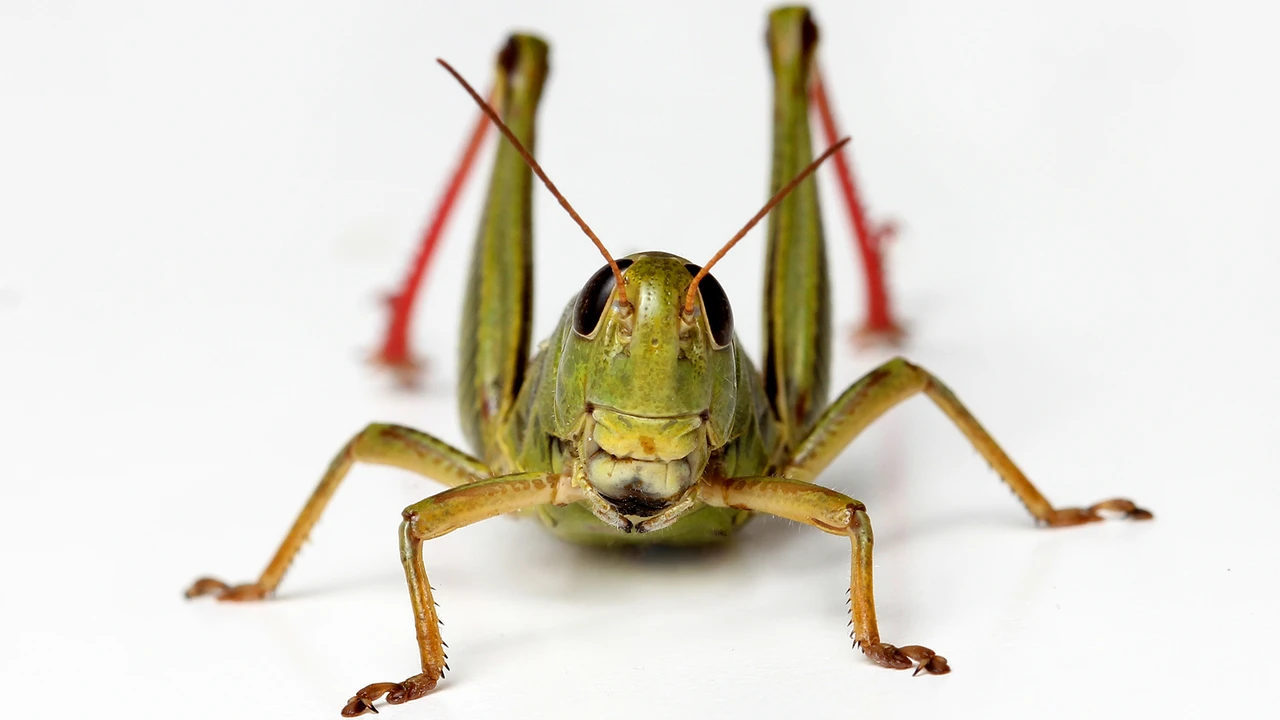 IPO-Aktien: Heuschrecke wird zum IPO-Sammler