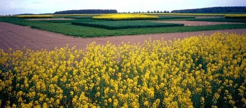 Verbio und CropEnergies: Ist das Ende der Fahnenstange erreicht?