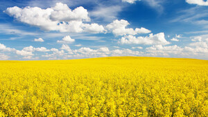 Cropenergies stark: Prognose erhöht – auch Südzucker und Verbio profitieren  / Foto: Shutterstock