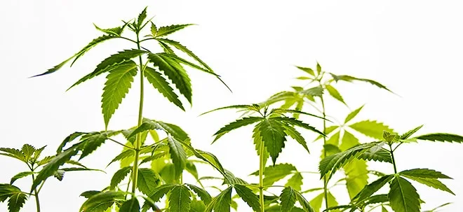 Cannabis&#8209;Aktien: So profitieren Anleger vom Milliardenmarkt (Foto: Börsenmedien AG)
