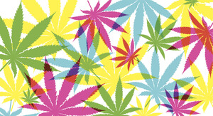 Aurora Cannabis: Das nächste Puzzlestück  / Foto: Börsenmedien AG
