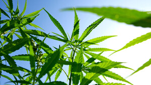 Tilray, Dermapharm und Co: Cannabis‑Legalisierung in Deutschland nimmt Formen an  / Foto: vRolf Poss/IMAGO
