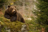 DAX: DAX: Bärenfalle = Start der Rallye?