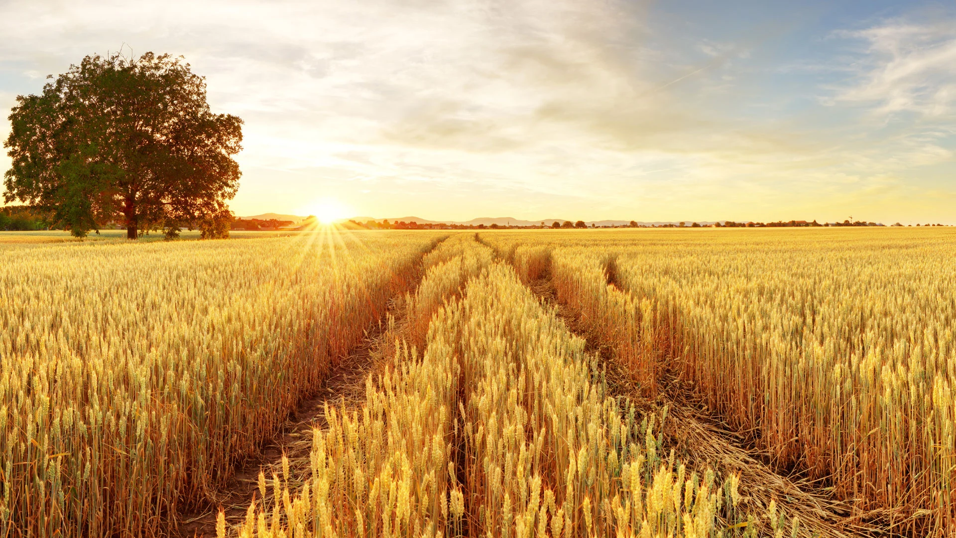 Getreide&#8209;Export aus der Ukraine – Gefährdeter Deal (Foto: Shutterstock)