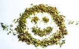 Canopy Growth: Cannabis Top‑Player Canopy Growth gelingt Umsatzsprung: +282%
