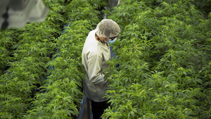 Canopy Growth: Kanada plant Gesetzesänderung  / Foto: Sean Kilpatrick/The Canadian Press/picture alliance/dpa