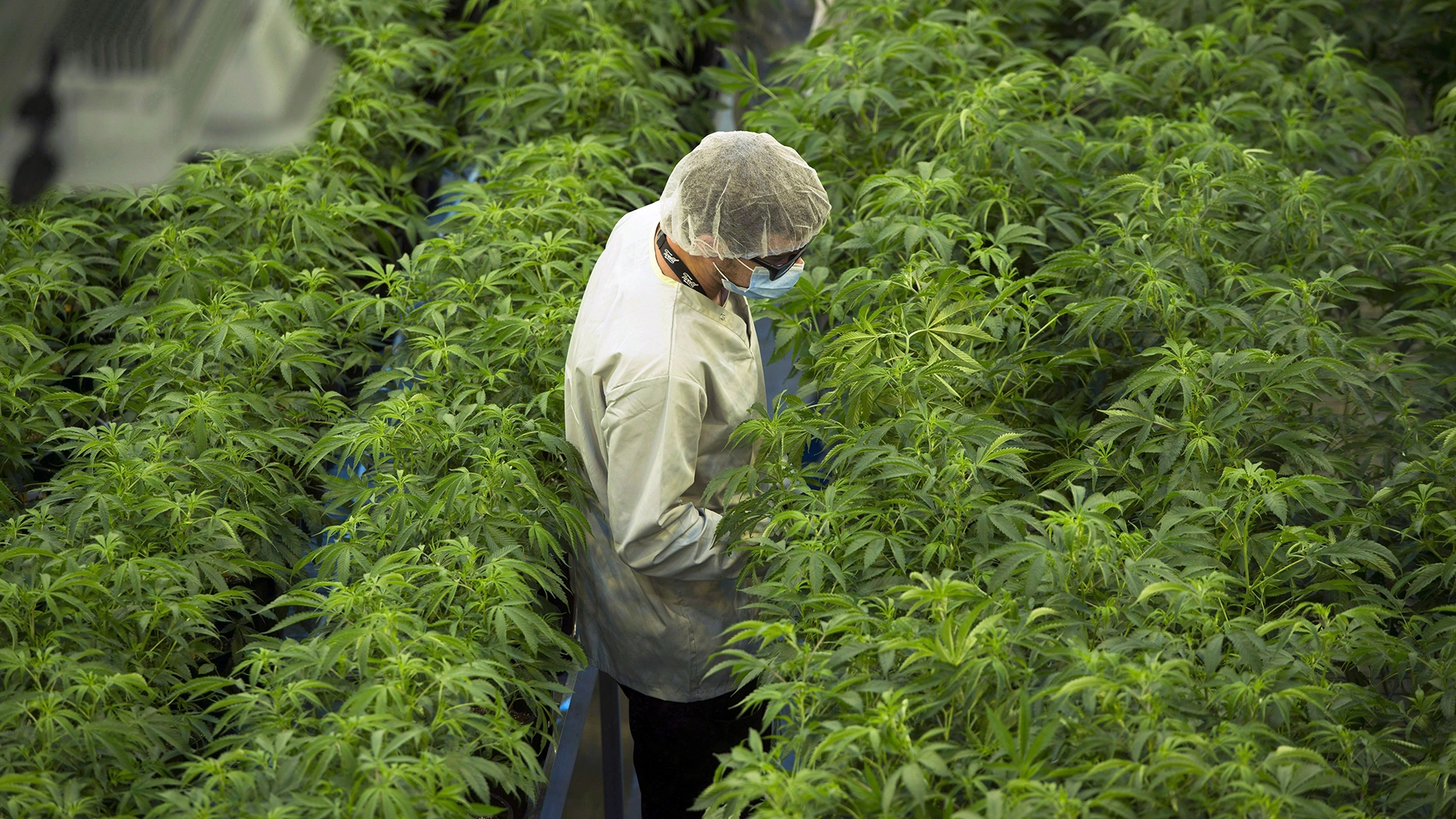 Schon zu high? Darum steigen die Kurse von deutschen Cannabis&#8209;Aktien wie SynBiotic gerade wie verrückt (Foto: Sean Kilpatrick/The Canadian Press/picture alliance/dpa)