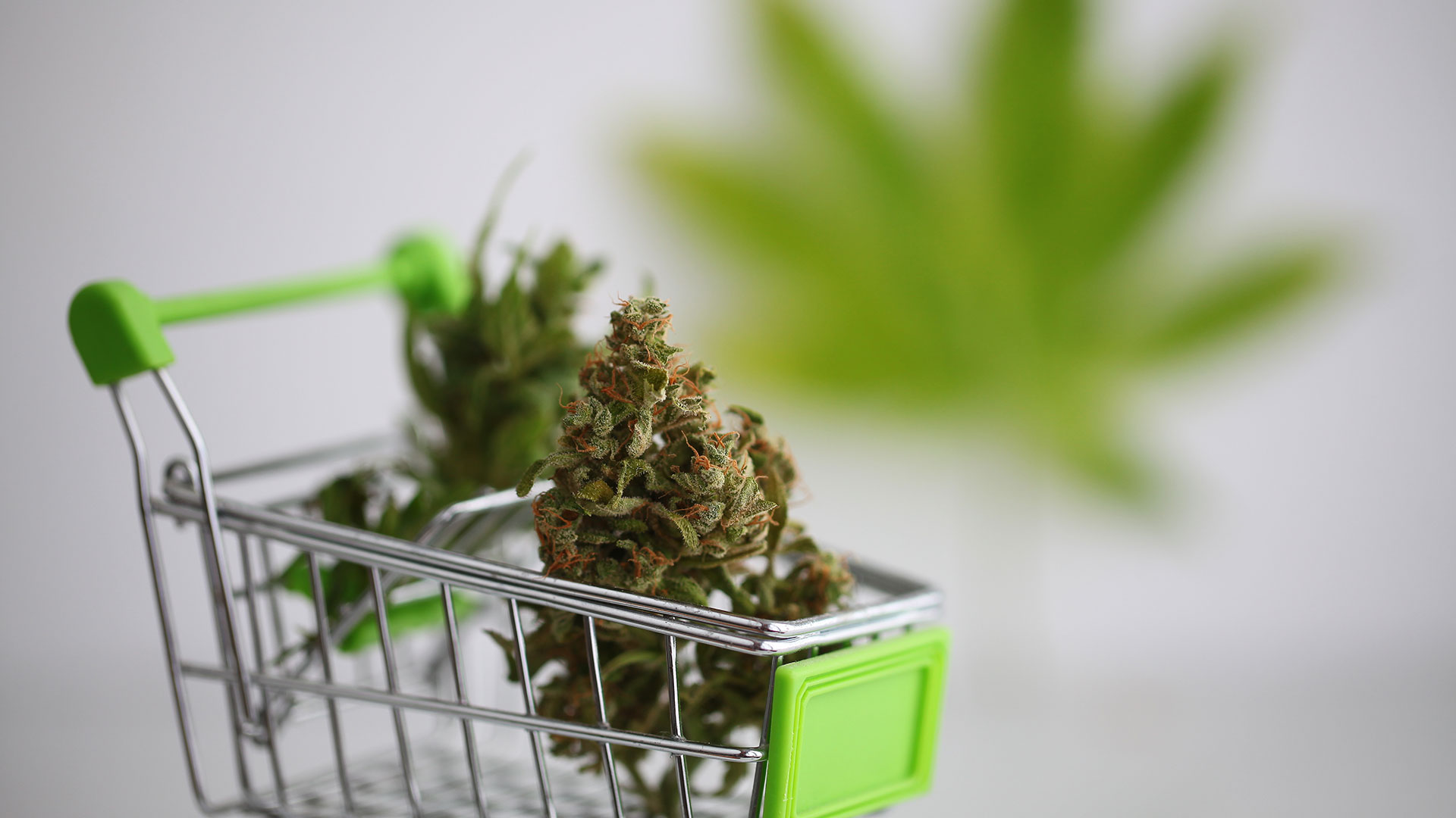 Tilray&#8209;Aktie schockt Anleger: Darum sind auch Cannabis&#8209;Werte wie Canopy Growth jetzt unter Druck (Foto: OMfotovideocontent/Shutterstock)