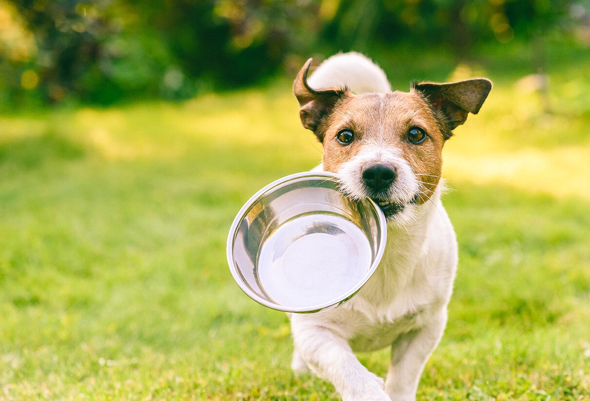 Zooplus: Da wird der Hund in der Pfanne verrückt