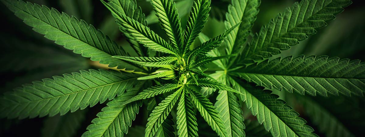 Cannabis – Börse Online Invest