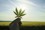 TILRAY CL.2: Cannabis‑Player Tilray hebt ab: Shortseller sitzen in der Falle