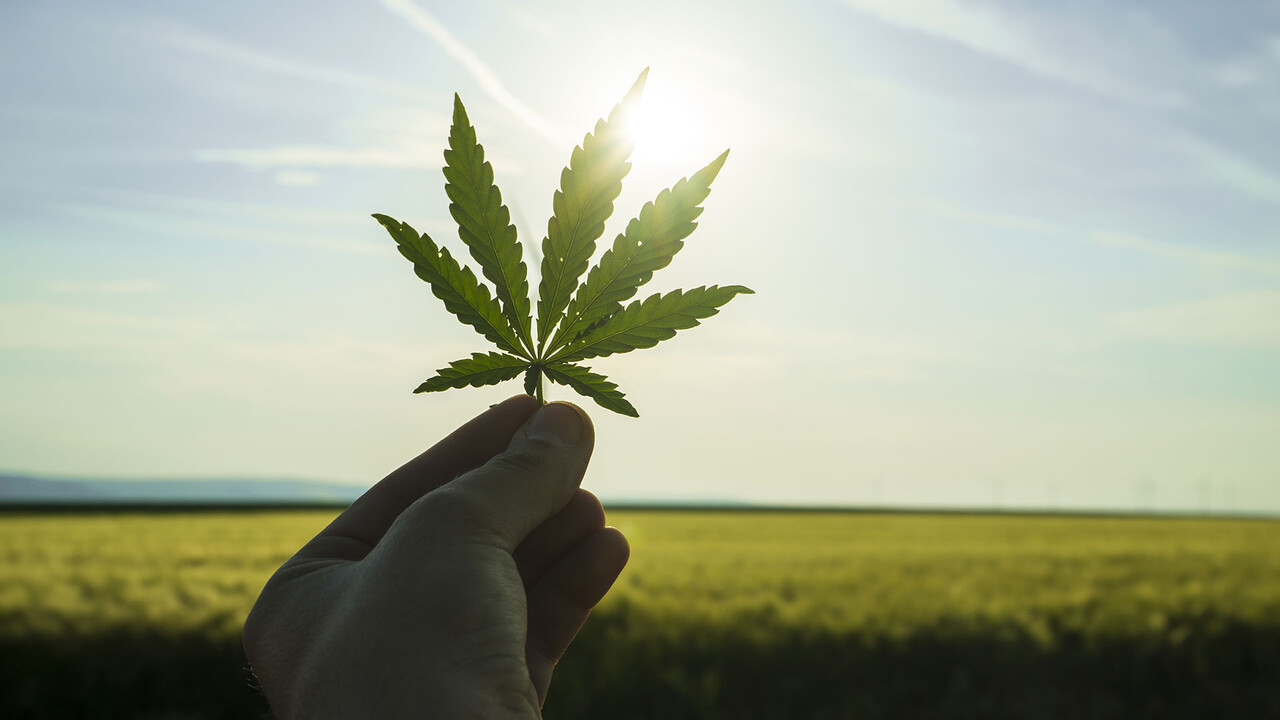 Cannabis-Player Canopy Growth extrem stark: Was ist da los?