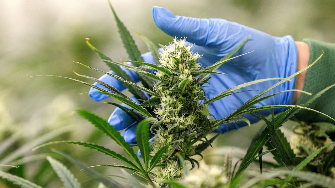 Cannabis: Diese Aktie hat Vervielfacherpotenzial