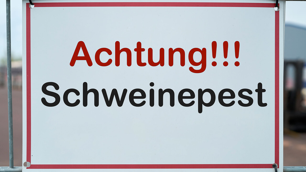 Was macht eigentlich die Schweinepest?