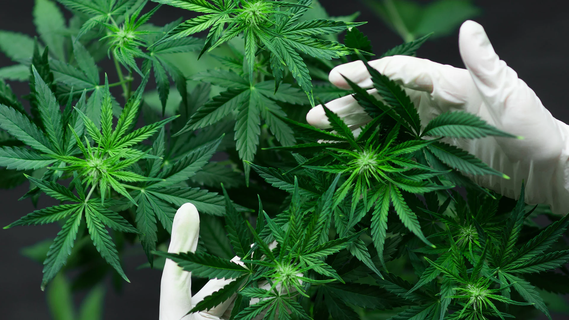 Cannabis-Revolution: Diese Aktie hat Vervielfacher-Potenzial (Foto: )