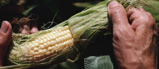 Bayer Übernahmeziel Monsanto verringert Verlust – Aktie noch immer mit Discount