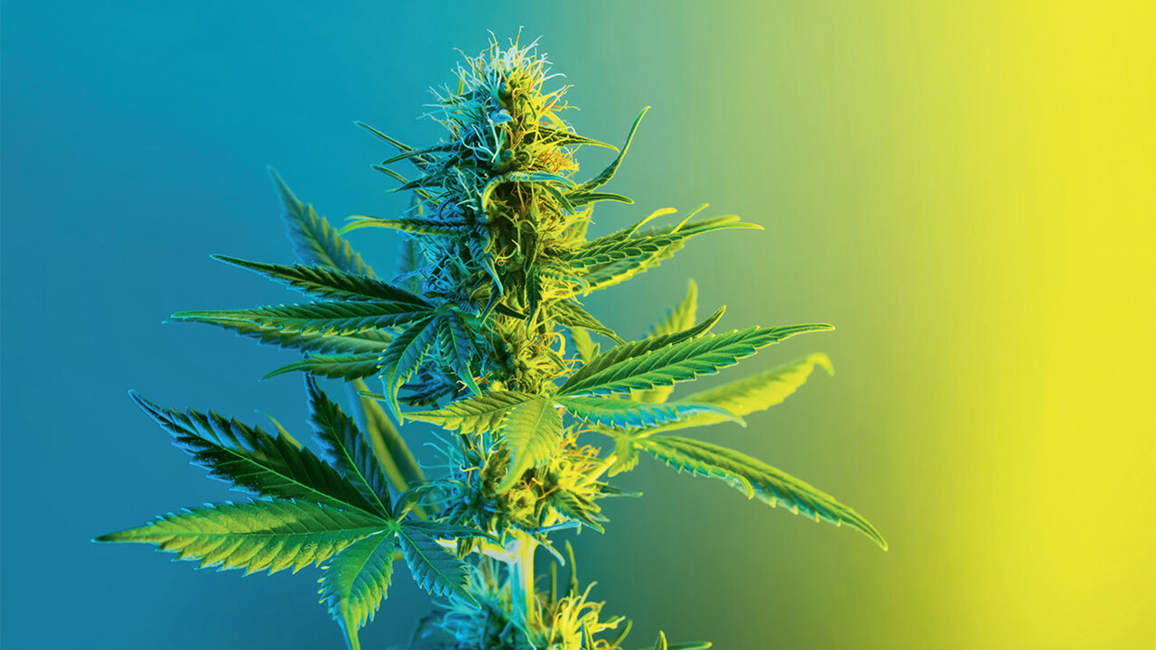 Tilray, Canopy Growth & Co: Geplante Cannabis-Legalisierung in Deutschland – das tut sich derzeit