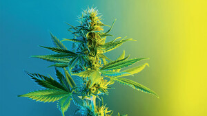Tilray, Canopy Growth & Co: Geplante Cannabis‑Legalisierung in Deutschland – das ist der Stand  / Foto: Olga Tsareva/iStock