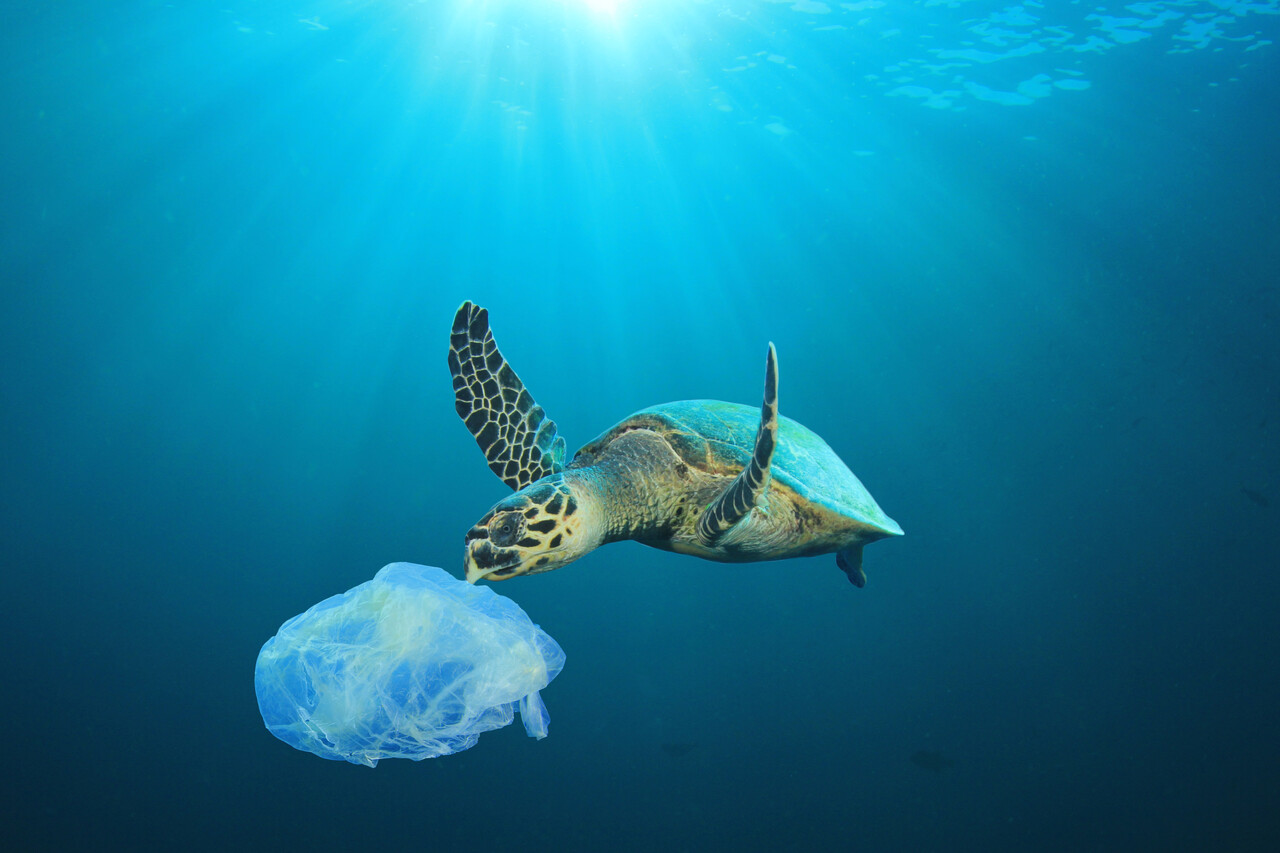 Tomra, Mayr-Melnhof & Co im Kampf gegen die Plastikflut – profitieren Sie jetzt von den besten nachhaltigen Aktien