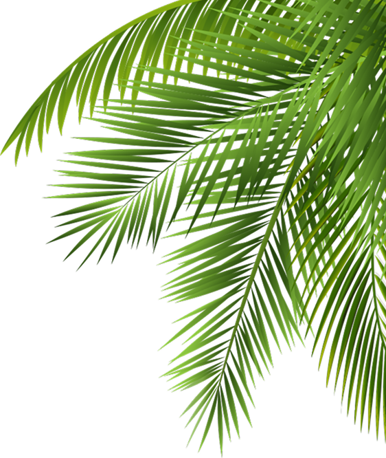 Palmwedel