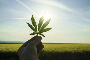 Aurora Cannabis gewinnt 7,2 Prozent – was ist da los?  / Foto: Börsenmedien AG