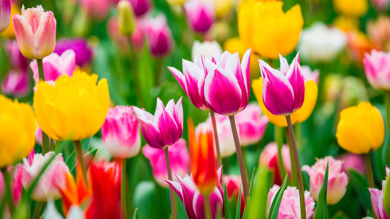 Die erste große Blase: Tulpen-Wahnsinn in Holland